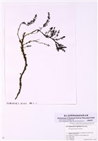 藏品(頗硬黑頂藻)的圖片